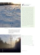 Жизнь русского леса — фото, картинка — 12
