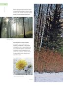 Жизнь русского леса — фото, картинка — 8