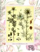 Любимые цветы. Иллюстрированная история — фото, картинка — 2