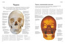 Анатомия человека — фото, картинка — 4