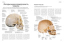 Анатомия человека — фото, картинка — 5