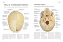 Анатомия человека — фото, картинка — 6