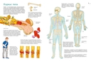 Тело человека. Атлас анатомии в картинках — фото, картинка — 3