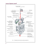 Атлас анатомии человека. Пищеварительная система — фото, картинка — 7