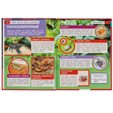 Самые опасные пауки и насекомые — фото, картинка — 2