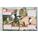 Энциклопедия с раскраской. Аксолотль — фото, картинка — 3