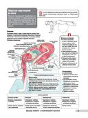 Анатомия фитнеса и силовых упражнений для женщин — фото, картинка — 8