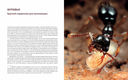 Приключения среди муравьев. Путешествие по земному шару с триллионами суперорганизмов — фото, картинка — 3