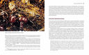 Приключения среди муравьев. Путешествие по земному шару с триллионами суперорганизмов — фото, картинка — 4