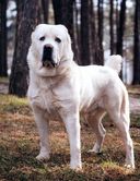 Энциклопедия. Собаки — фото, картинка — 3