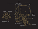 Анатомия в черном. Медицинский атлас для любителей роскоши и стиля — фото, картинка — 9