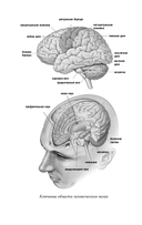 Мозг: рассказ ученого. Извилистый путь к пониманию того, как работает наш разум, где хранится память и формируются мысли — фото, картинка — 8