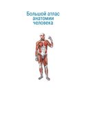 Большой атлас анатомии человека — фото, картинка — 1