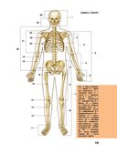 Большой атлас анатомии человека — фото, картинка — 12