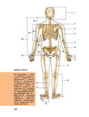 Большой атлас анатомии человека — фото, картинка — 13
