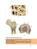Большой атлас анатомии человека — фото, картинка — 10