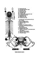 Нервные и психические болезни. Учебное пособие — фото, картинка — 17
