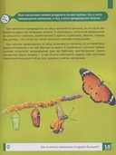 Насекомые — фото, картинка — 1