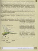 Насекомые — фото, картинка — 3