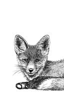 Бегущие по кромке леса — фото, картинка — 10