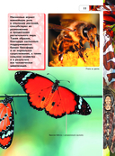 Насекомые — фото, картинка — 11