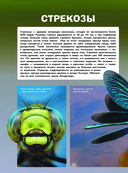 Насекомые — фото, картинка — 12