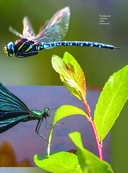 Насекомые — фото, картинка — 13