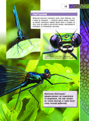 Насекомые — фото, картинка — 15