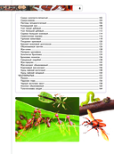 Насекомые — фото, картинка — 6