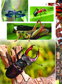 Насекомые — фото, картинка — 9