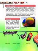 Насекомые — фото, картинка — 10