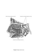 Дышите носом: Что нужно знать о самых распространенных болезнях носа и современных методах лечения — фото, картинка — 26