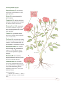 Садовые розы. Полное руководство по выращиванию, уходу и созданию потрясающих букетов — фото, картинка — 12