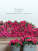 Садовые розы. Полное руководство по выращиванию, уходу и созданию потрясающих букетов — фото, картинка — 3