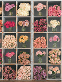 Садовые розы. Полное руководство по выращиванию, уходу и созданию потрясающих букетов — фото, картинка — 9