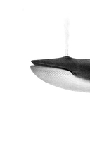 Кит на отмели — фото, картинка — 1