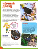 Животные лесов России — фото, картинка — 1