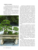 Балконные сады. Личный терапевтический сад в каменных джунглях – балконы, террасы, веранды и крыши — фото, картинка — 13