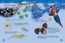 Подводный мир. Энциклопедия для детского сада — фото, картинка — 1