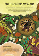 Королевство насекомых. Интерактивная книга с окошками о жизни муравьёв, ос и пчёл — фото, картинка — 2
