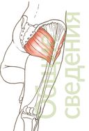 Анатомия йоги. Как работают мышцы — фото, картинка — 3