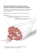 Анатомия йоги. Как работают мышцы — фото, картинка — 6