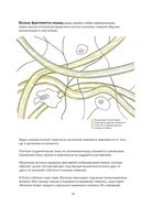 Анатомия йоги. Как работают мышцы — фото, картинка — 9