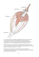 Анатомия йоги. Как работают мышцы — фото, картинка — 10