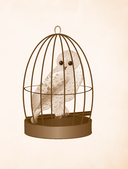 Я получил сову! — фото, картинка — 11