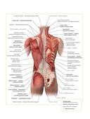 Анатомия упражнений для спины — фото, картинка — 13