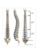 Анатомия упражнений для спины — фото, картинка — 9