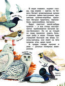 Наши птицы — фото, картинка — 6