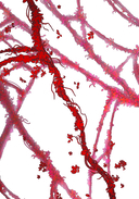 Амура — фото, картинка — 3