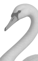 Город ночных птиц — фото, картинка — 1